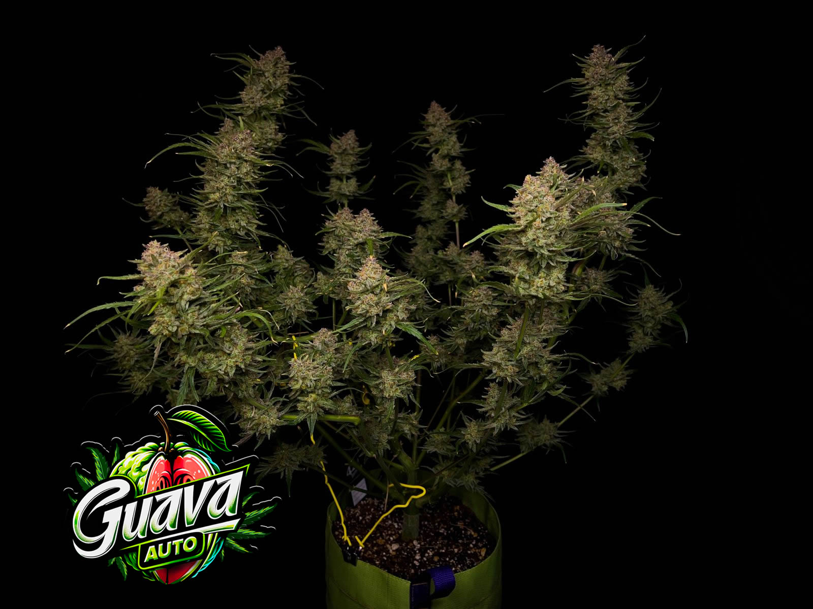 Guava Device Guava Auto – FastBuds Chile