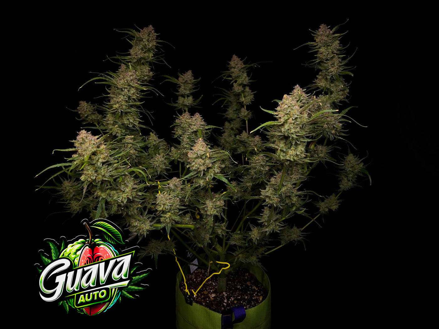 Guava Auto