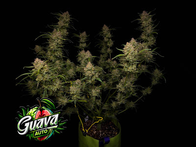 Guava Auto