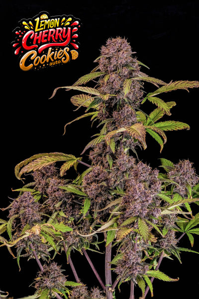 Lemon Cherry Cookies Auto