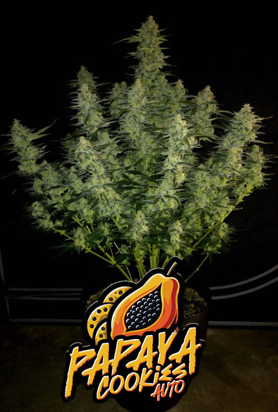 Papaya Cookies Auto
