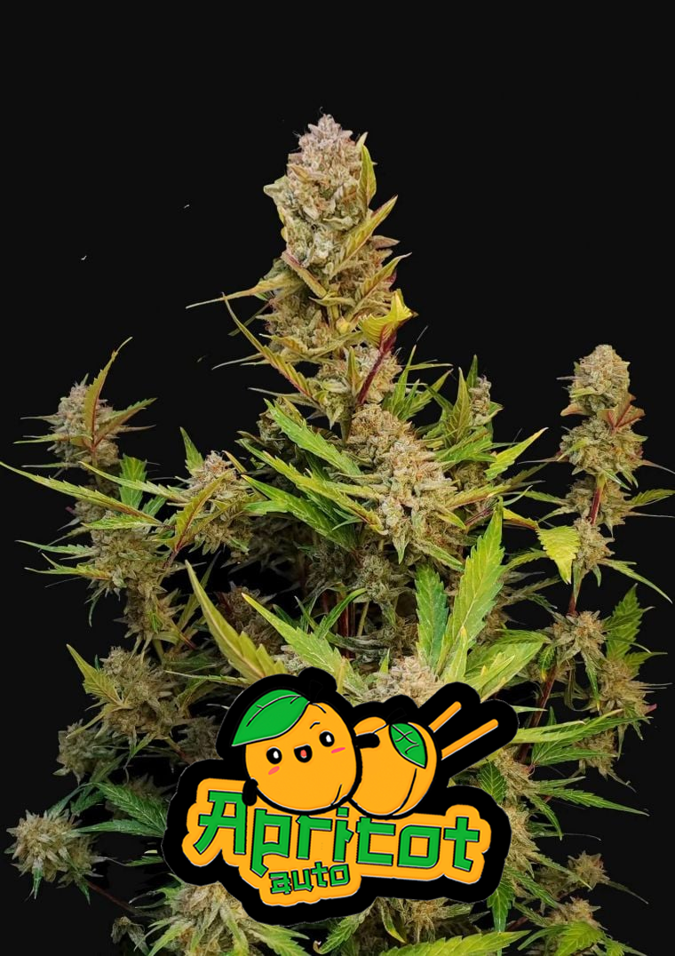 Apricot Auto