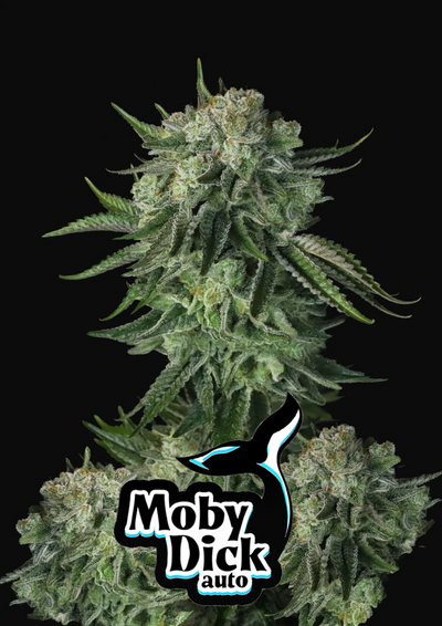 Moby Dick