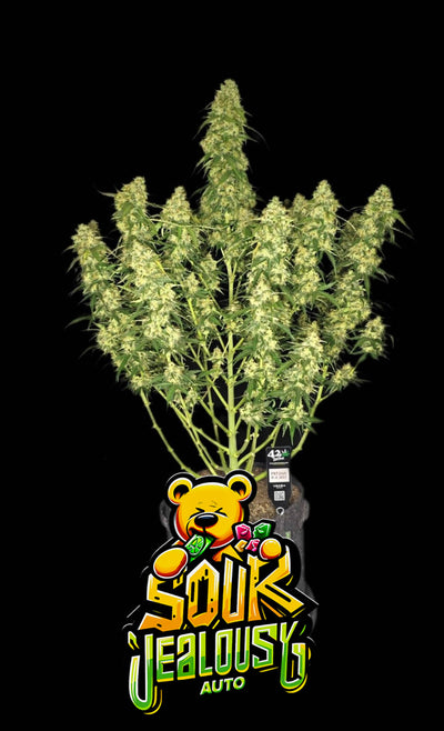 Sour Jealousy Auto