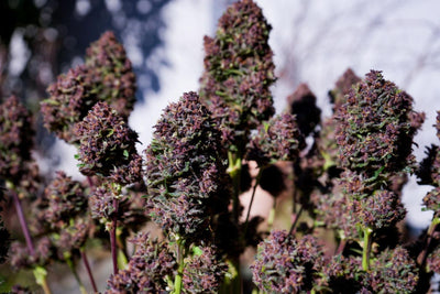 Purple Haze Auto