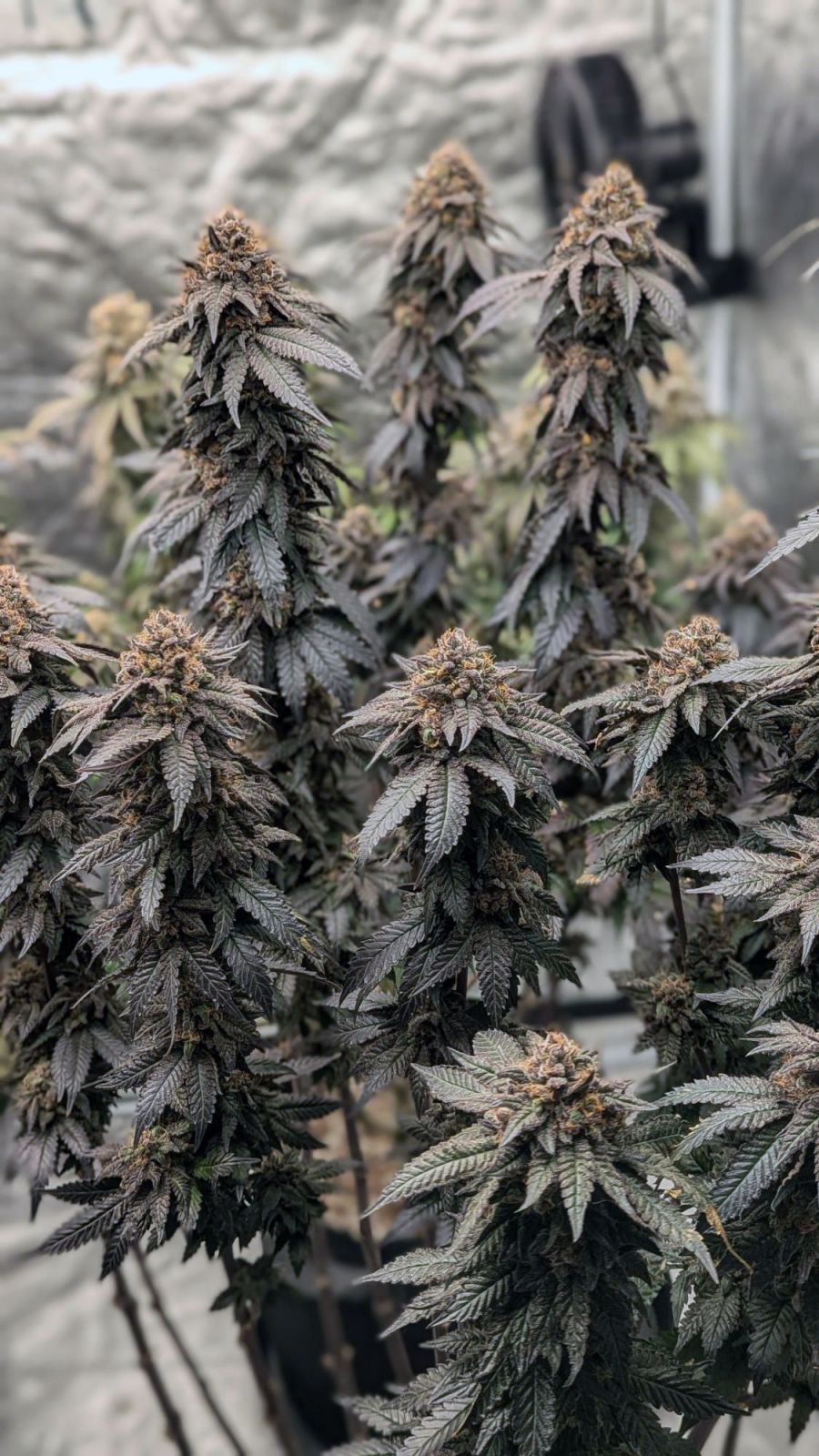 Papaya Sherbet