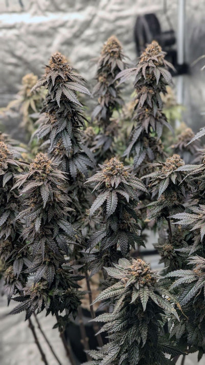 Papaya Sherbet