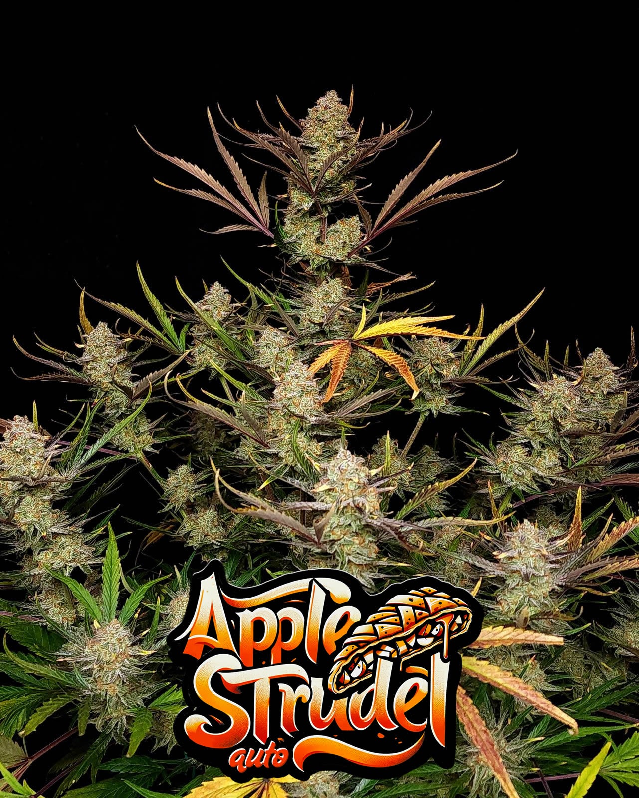 Apple Strudel Auto