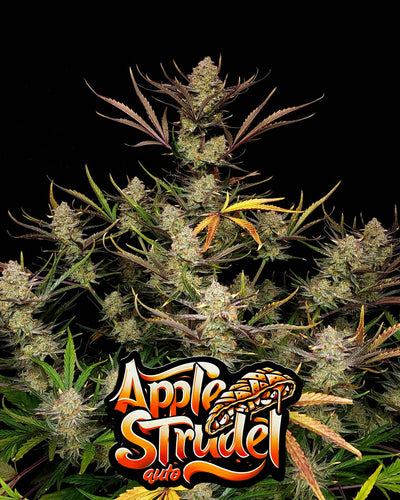 Apple Strudel Auto