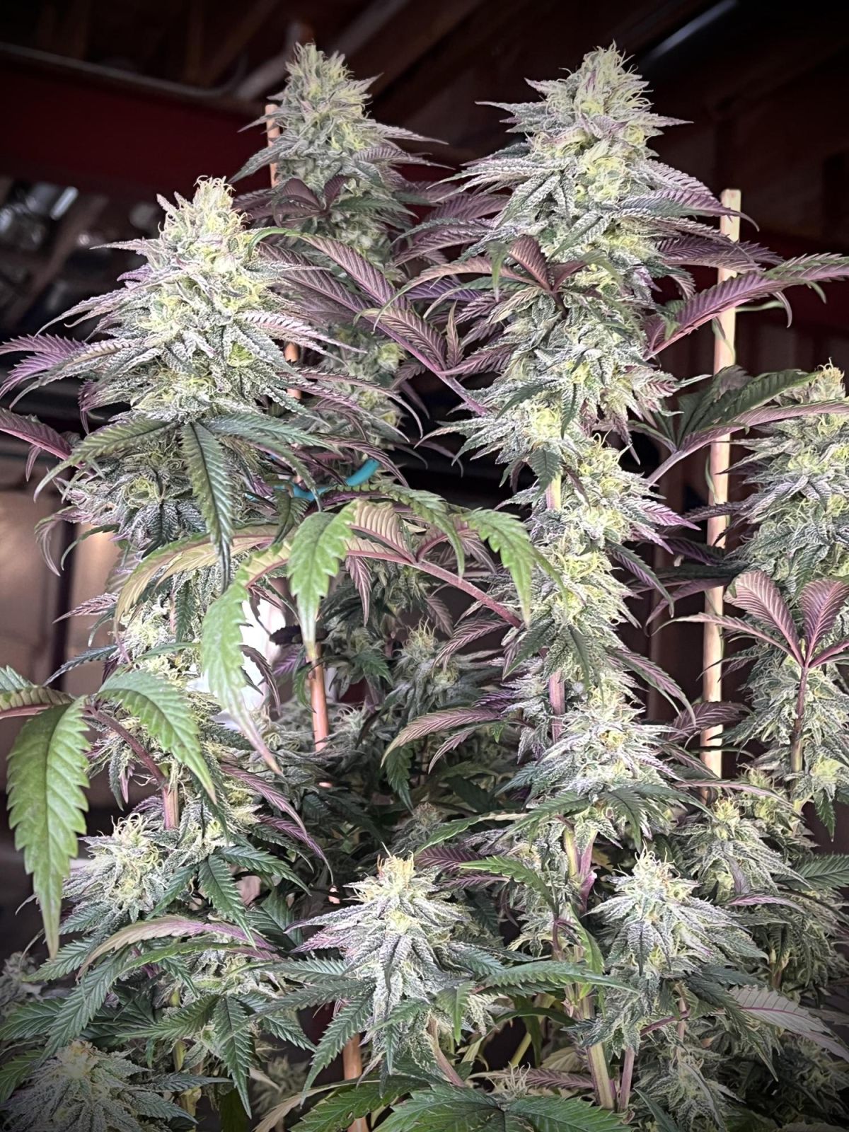 Papaya Sherbet