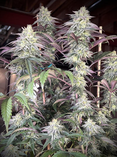 Papaya Sherbet