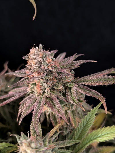 Rainbow Melon