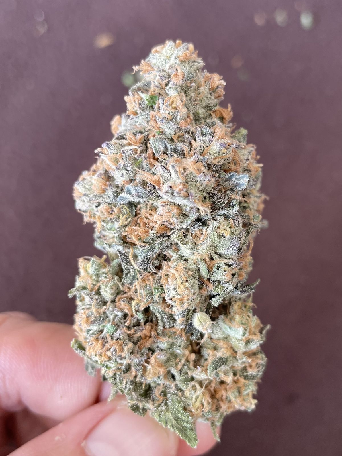 Papaya Sherbet