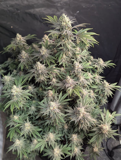 Rainbow Melon