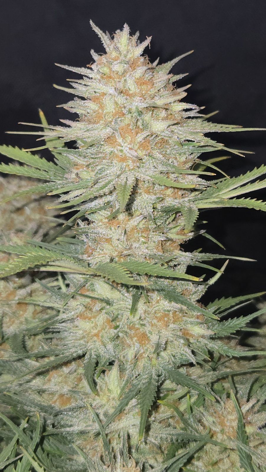 Z-Up Auto