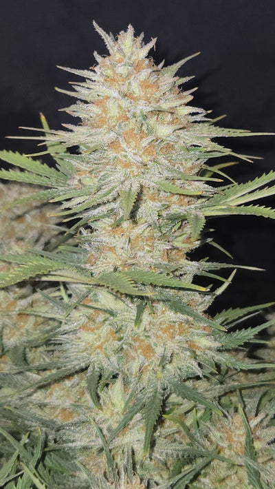 Z-Up Auto