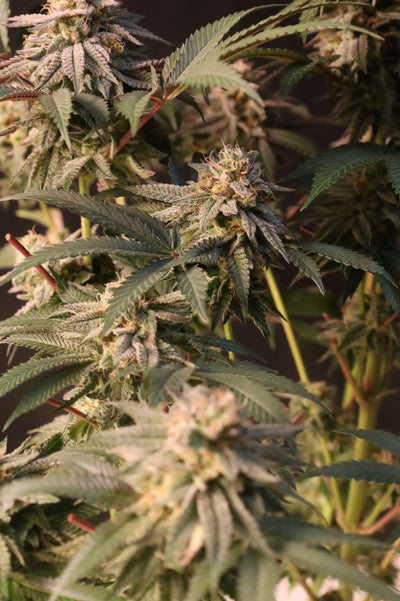 Lemon Cherry Runtz