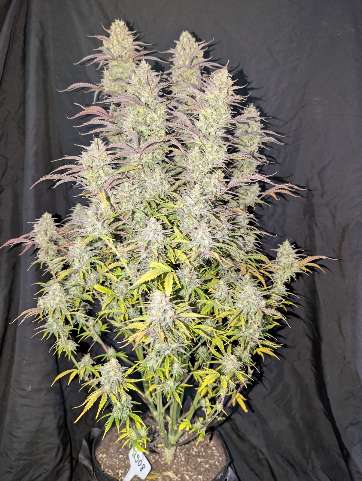 Z-Up Auto