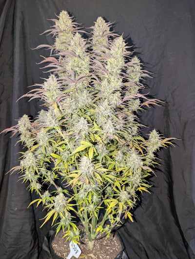 Z-Up Auto