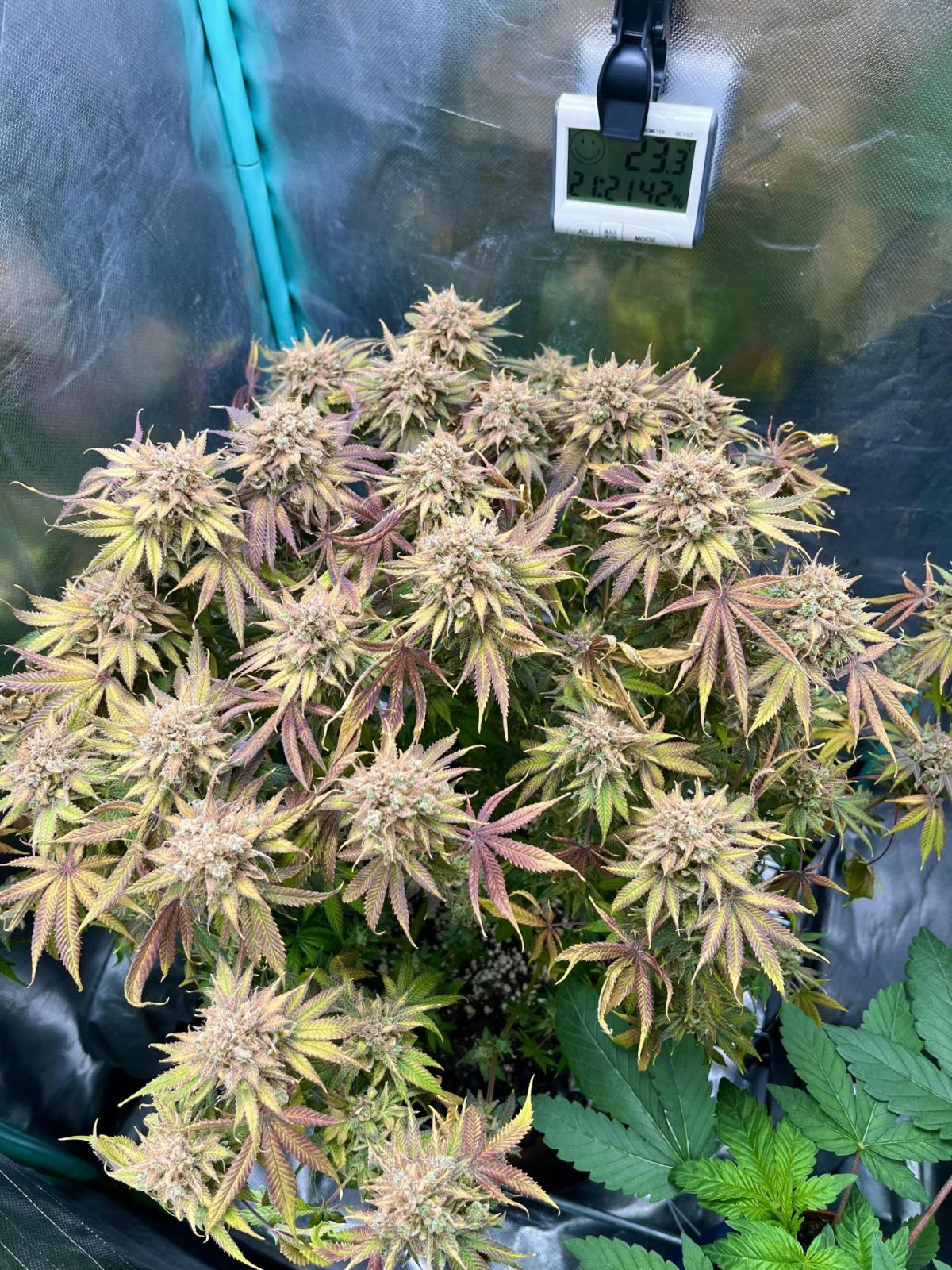 Lemon Mandarin