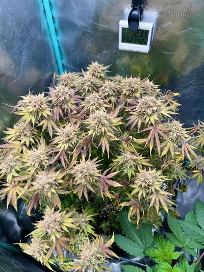 Lemon Mandarin