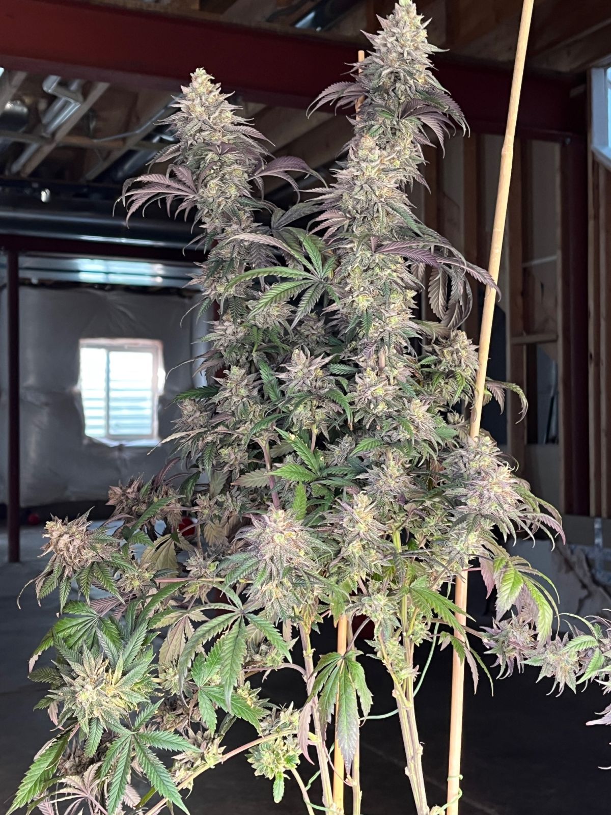 Papaya Sherbet
