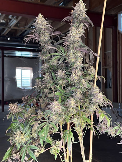 Papaya Sherbet