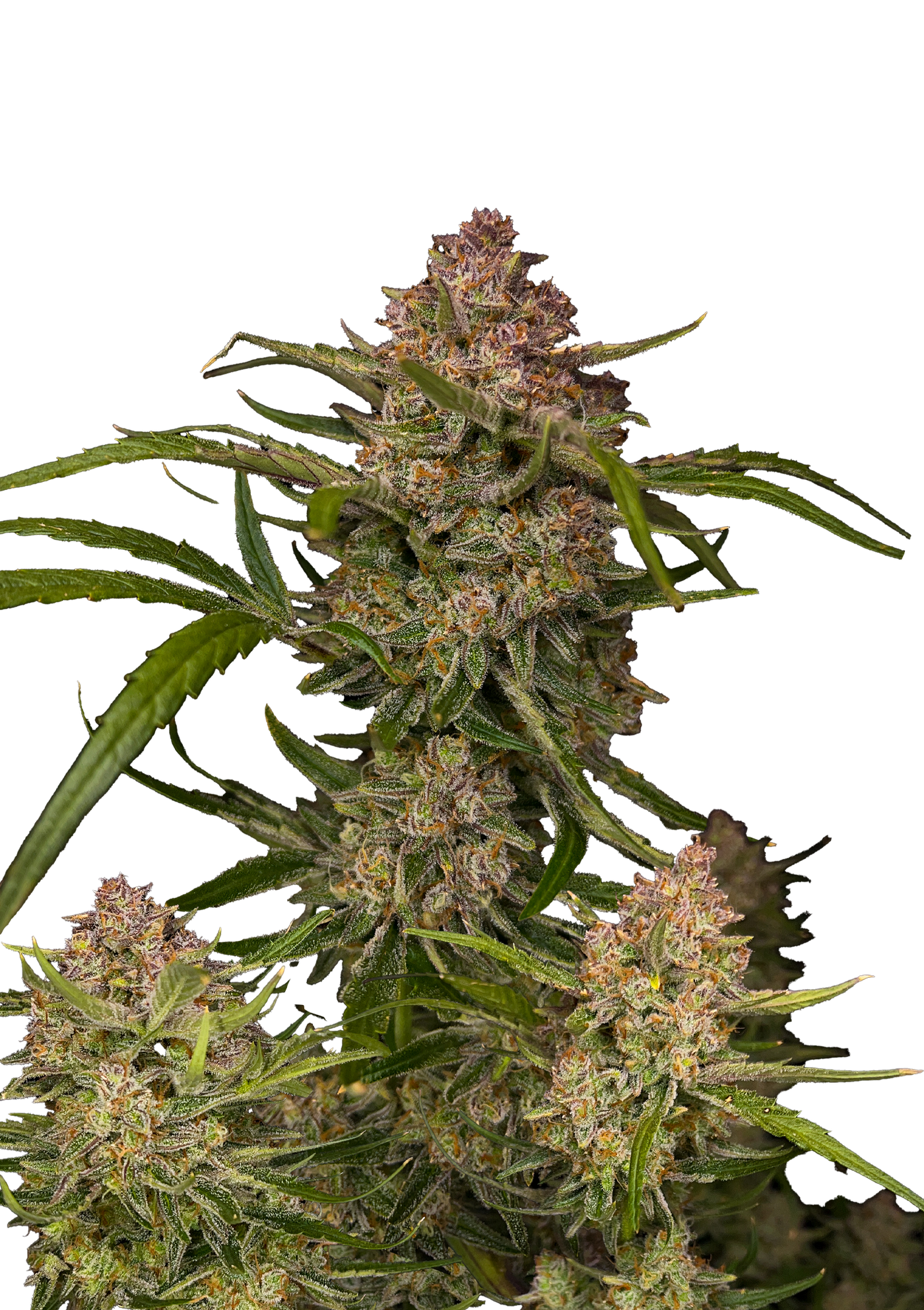 Guava Auto