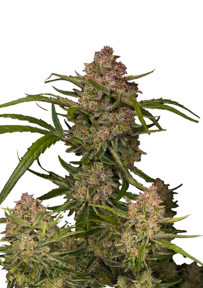 Guava Auto