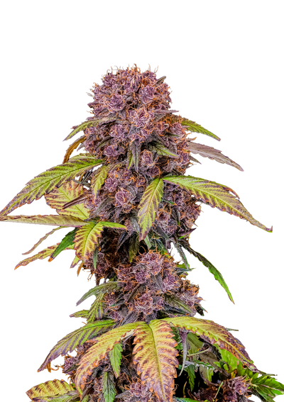 Lemon Cherry Cookies Auto
