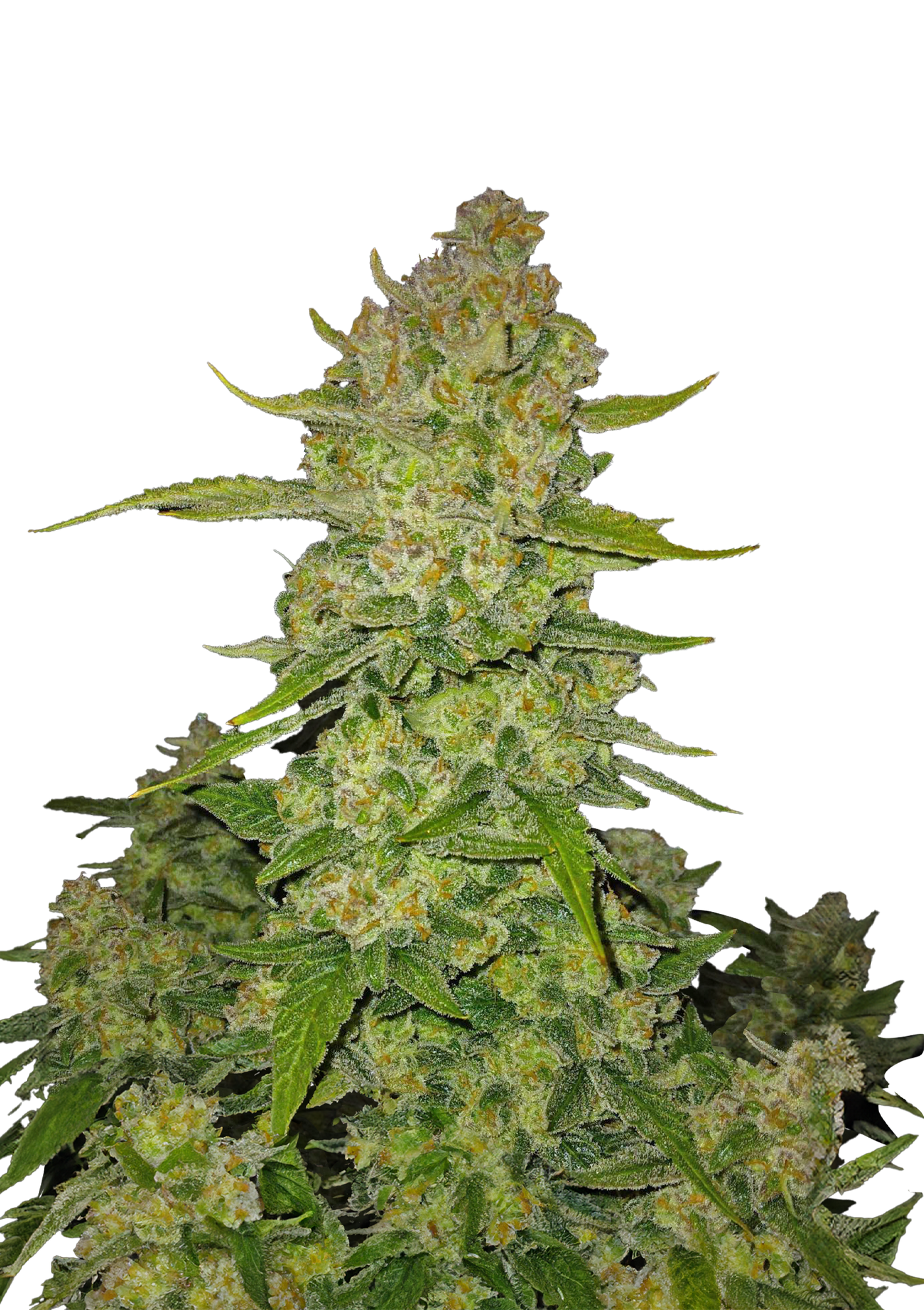 Papaya Cookies Auto