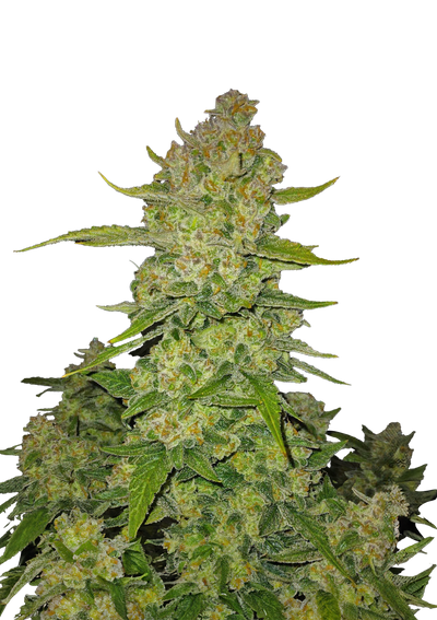 Papaya Cookies Auto