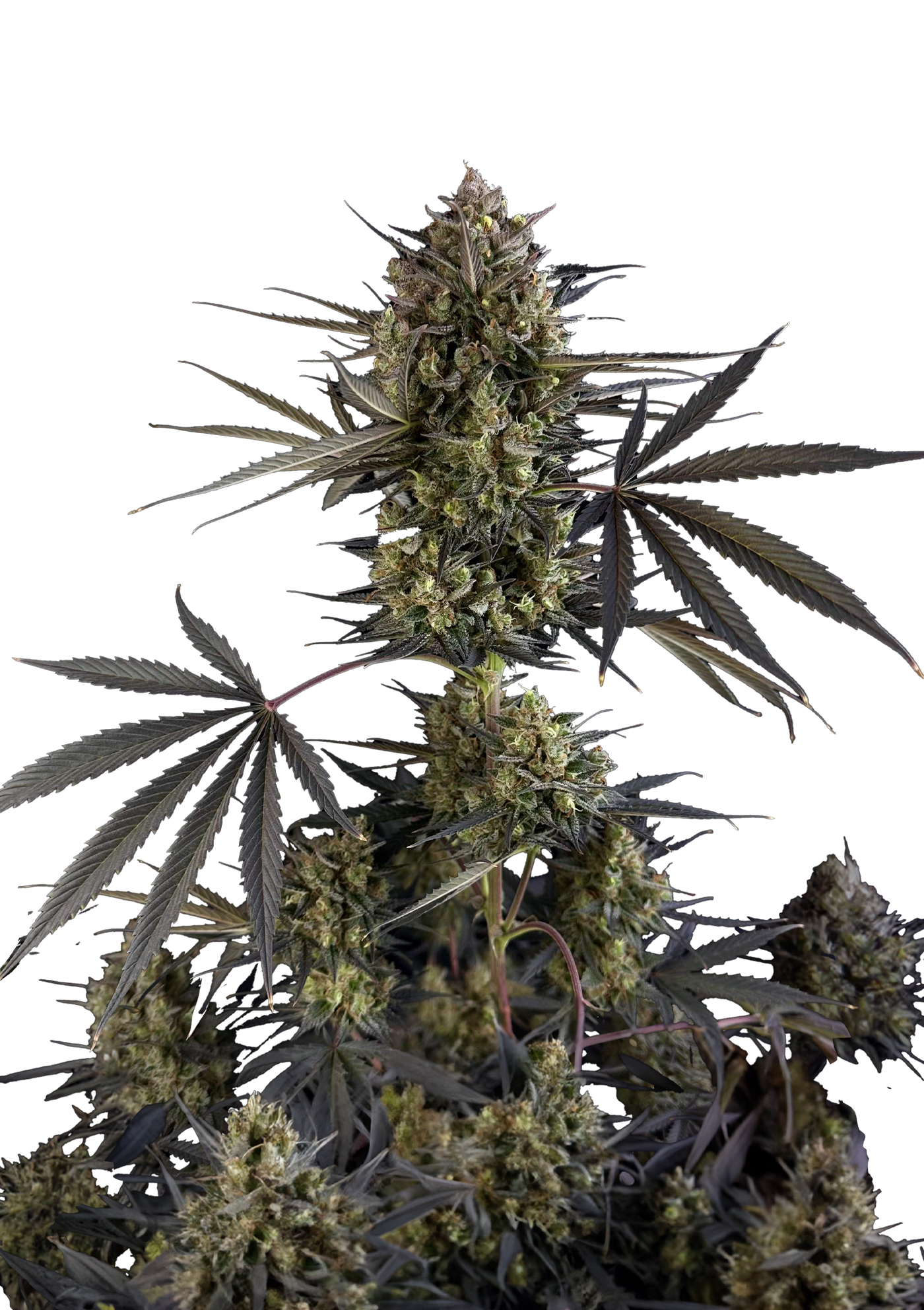Pound Cake Auto