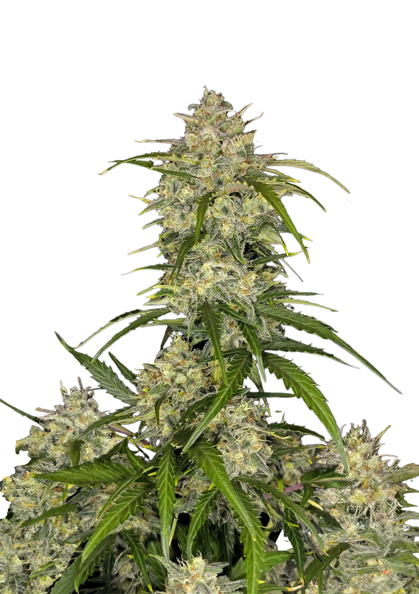 Sour Jealousy Auto