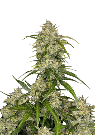 Sour Jealousy Auto