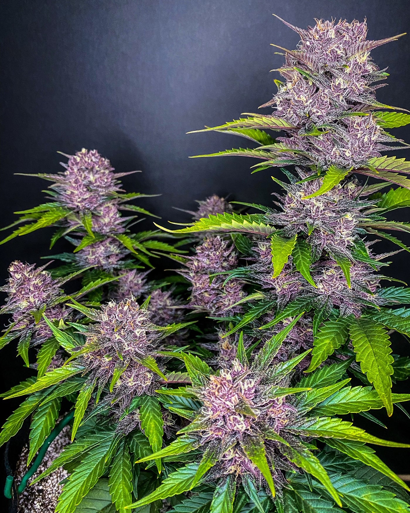 Blackberry