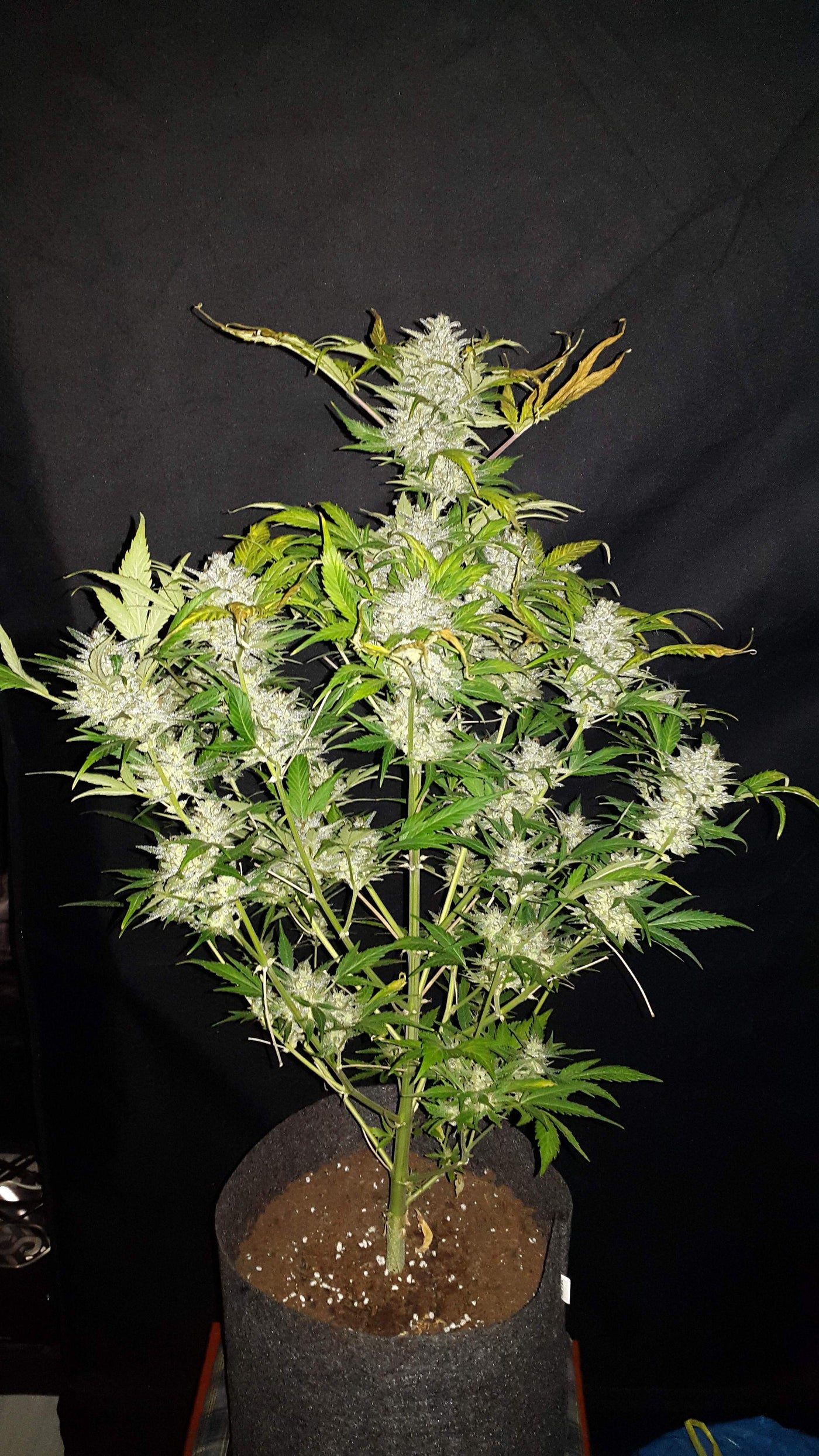 AK Auto