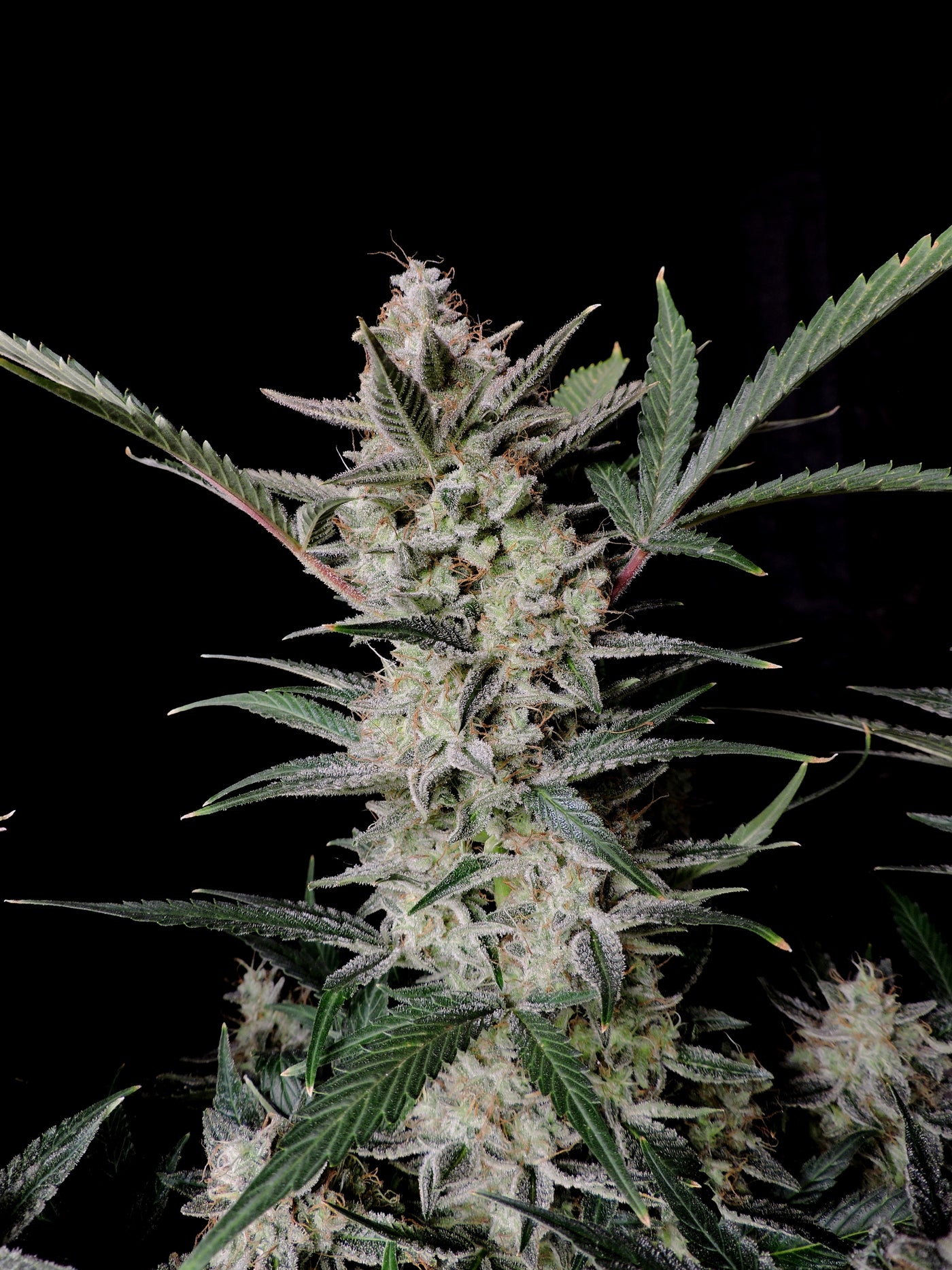 Strawberry Gorilla