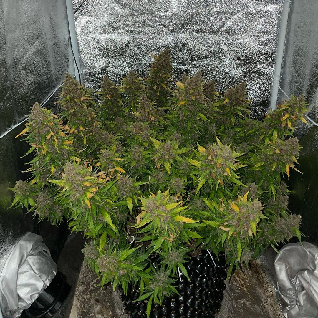 OG Kush Auto