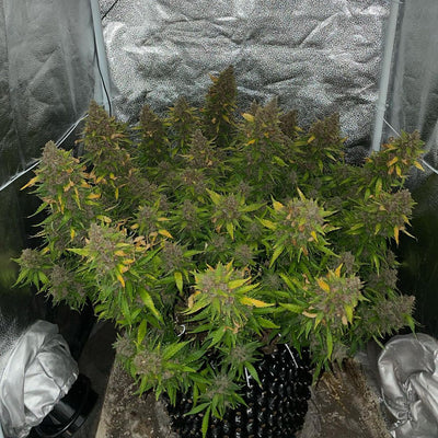 OG Kush Auto