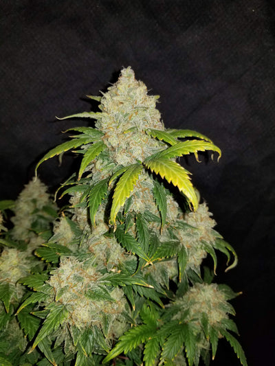 Zkittlez