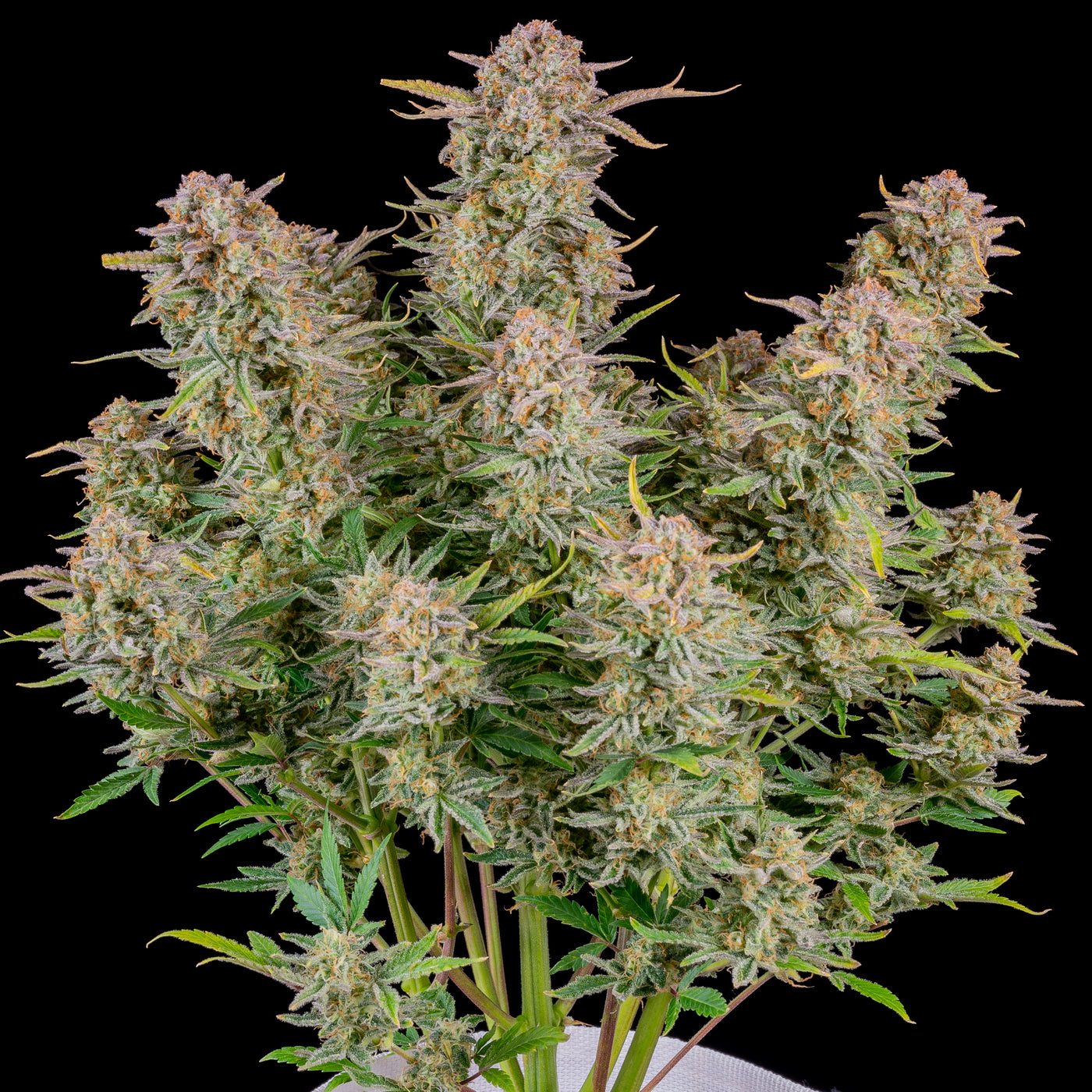 Bruce Banner