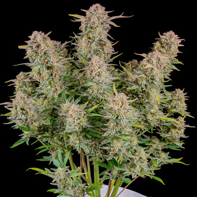 Bruce Banner
