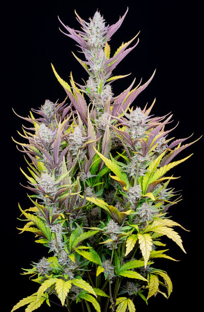 Wedding Glue