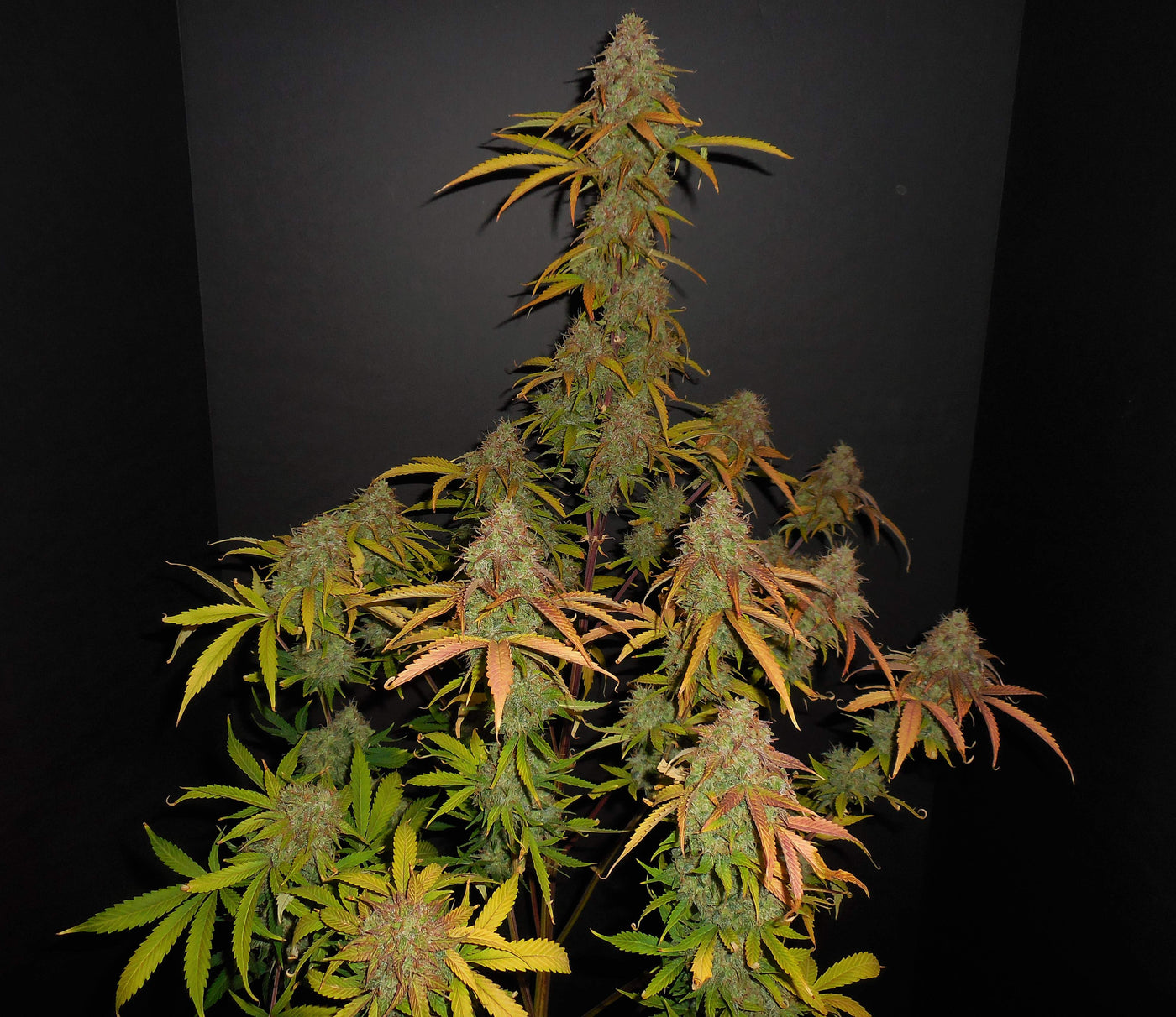 Pineapple Express