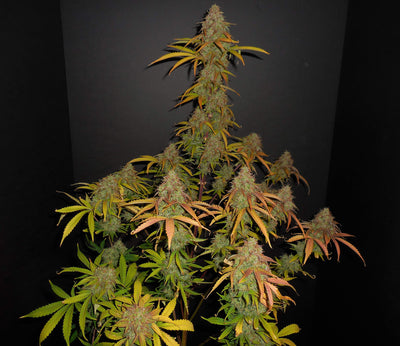Pineapple Express