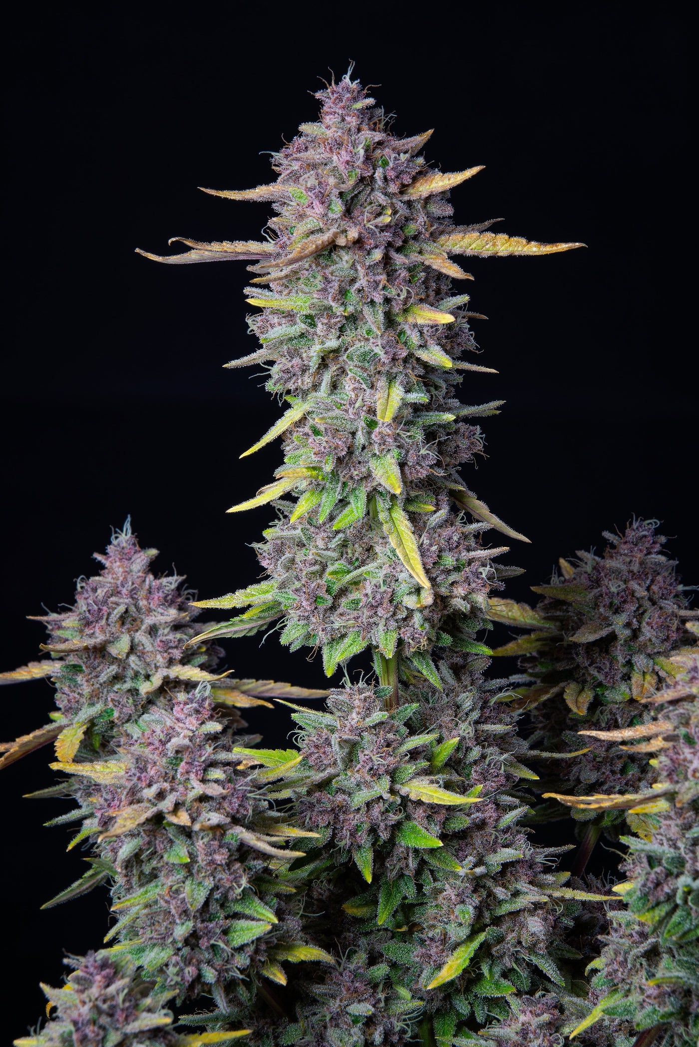 Purple Punch