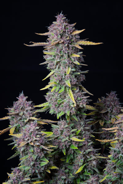 Purple Punch