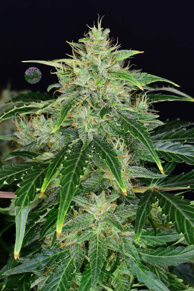 CBD 20:1