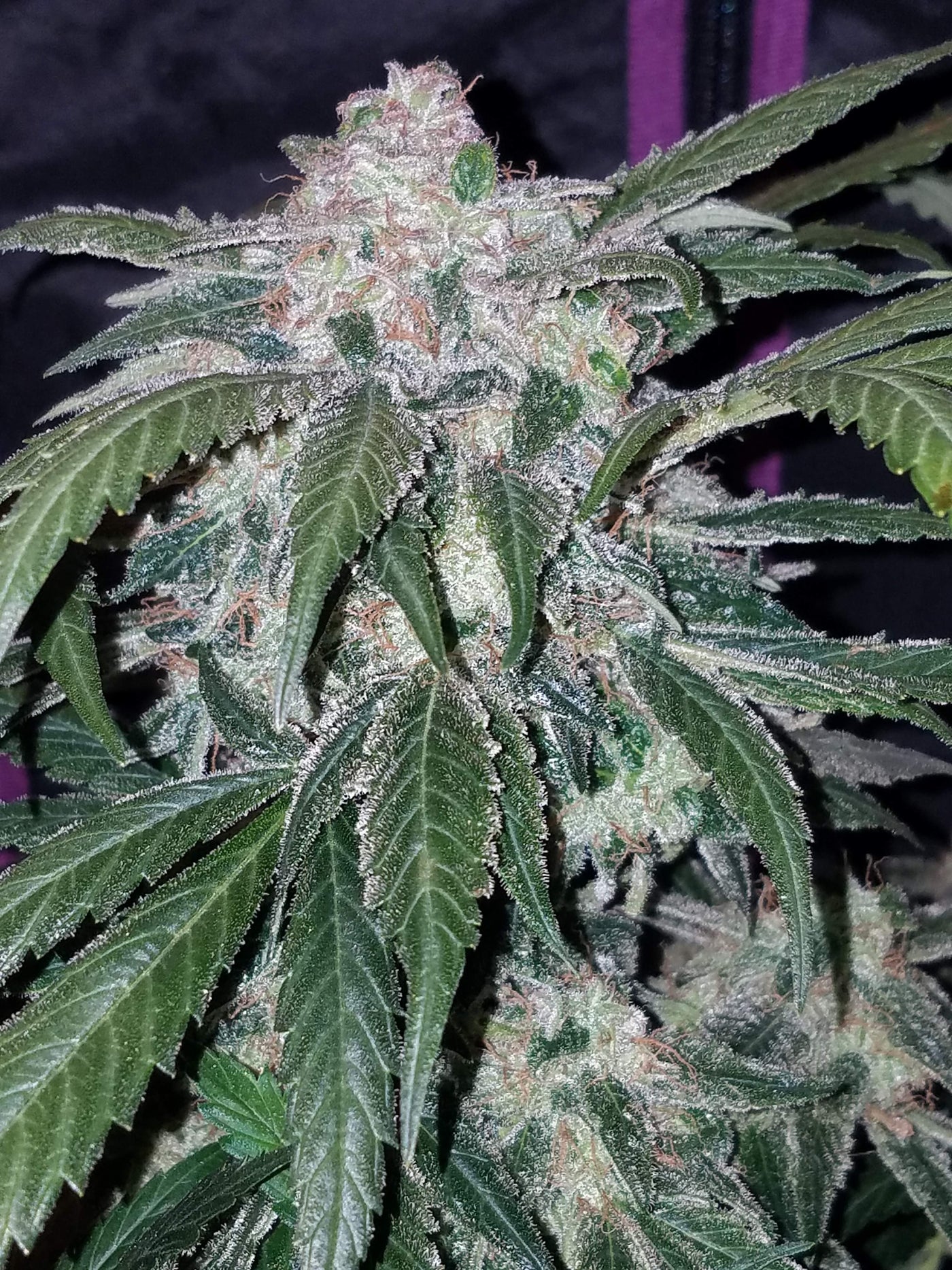 Tangie Matic